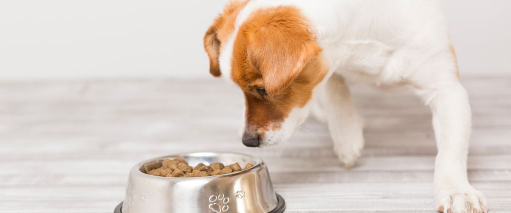 Help! My Dog is a Picky Eater! How to Know if Your Pet is Getting the Right Nutrients