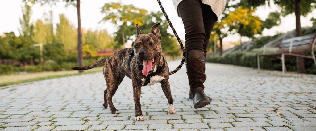 Is Your Dog Acting Up? Conquer Boredom With These 5 Tips.