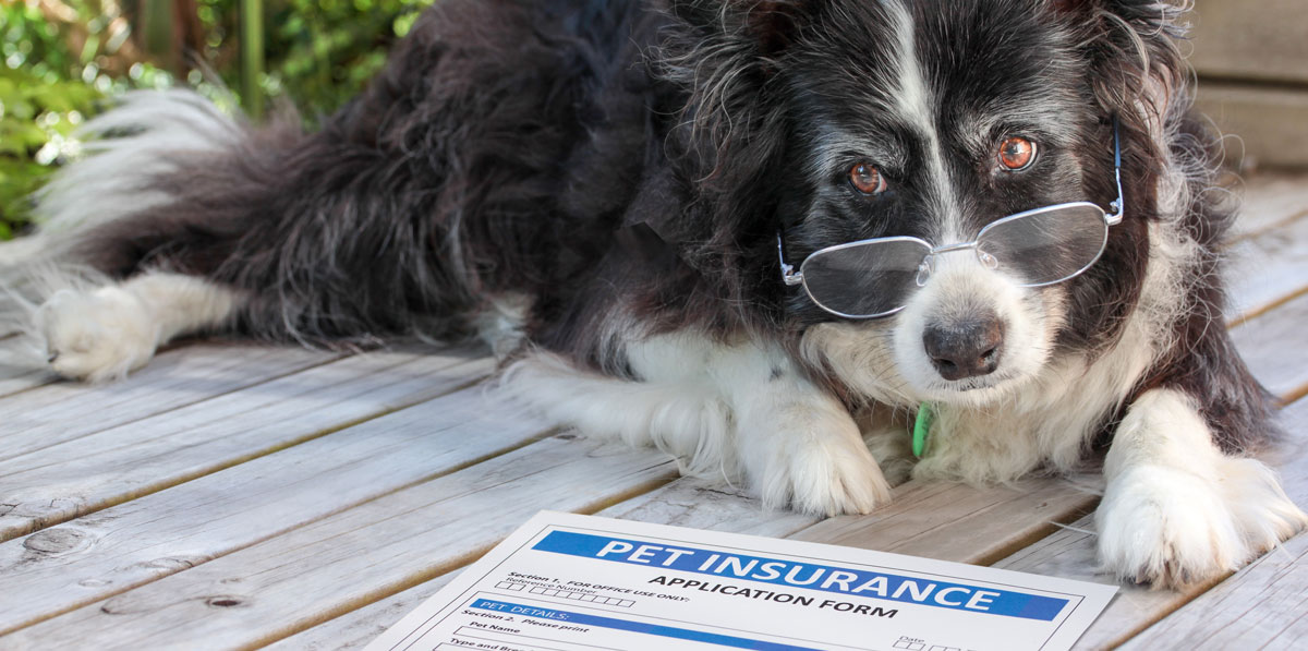 Everything You Ever Wanted to Know about Pet Insurance