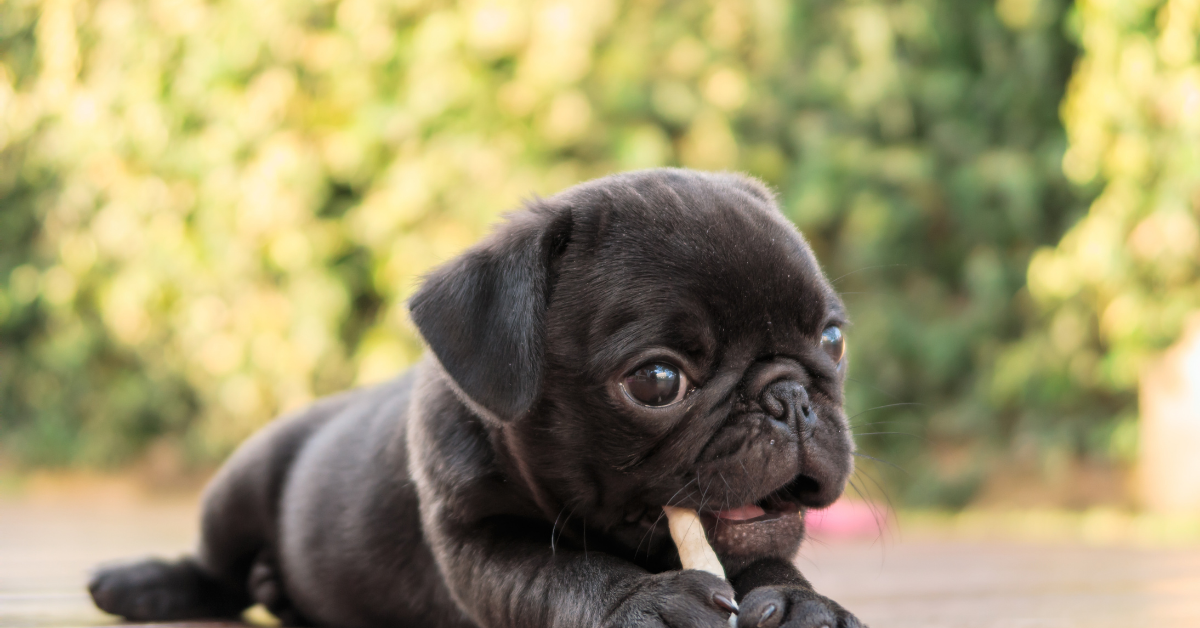 How to Feed Your New Puppy For Optimal Nutrition and Wellness