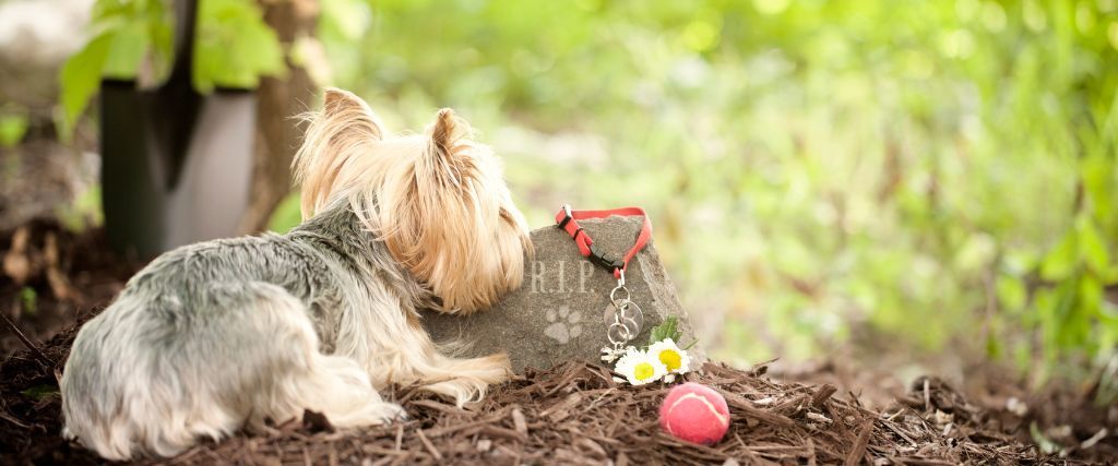 Forget Me Not: A Rainbow Bridge Journey