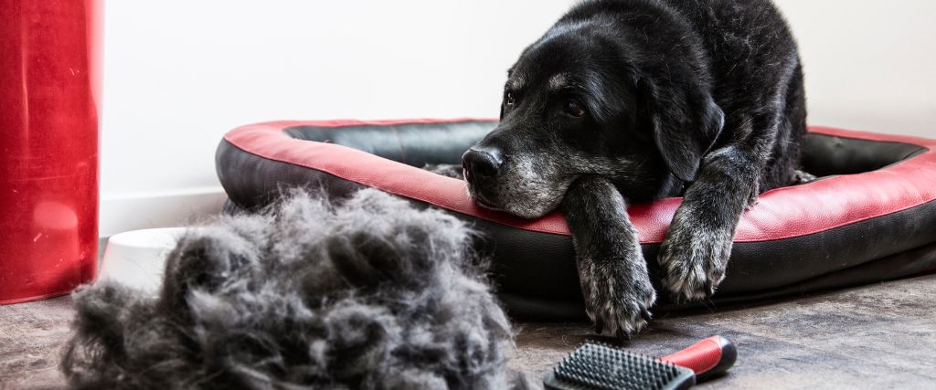 Is This Much Shedding Normal? When Hair Loss in Pets is Problematic