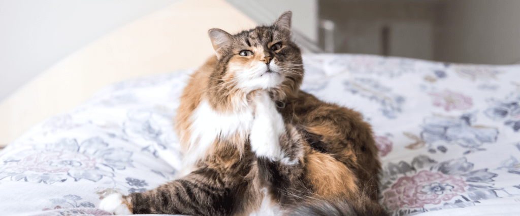 My Cat Can&#039;t Stop Itching!  The Truth About Cat Allergies