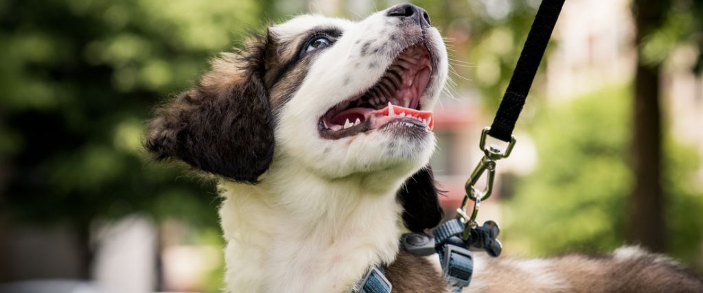 National Walk Your Dog Week - Tricks and Tips To Get a Polite Walker