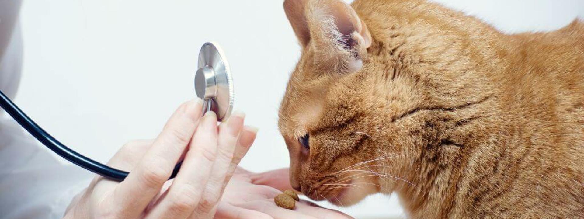 Why Skipping Cat Wellness Visits Can Be Risky: A Veterinarian&#039;s Point of View