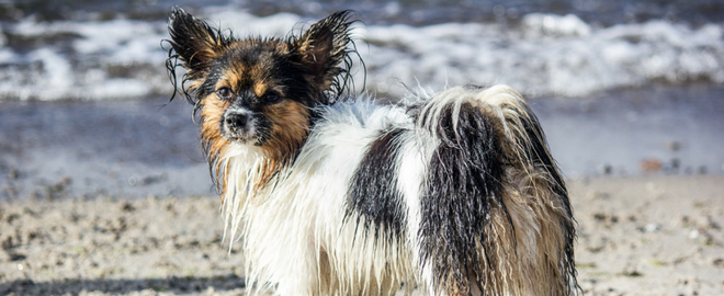 Pool and Beach Safety Tips for Pets: Part I