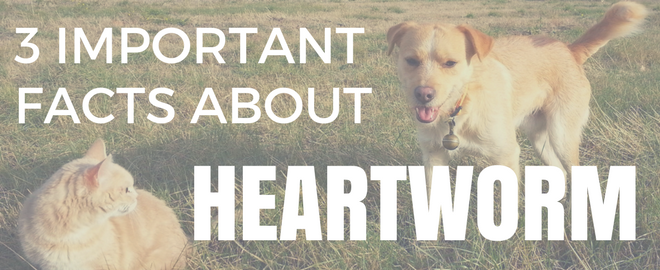 3 Important Facts About Heartworm