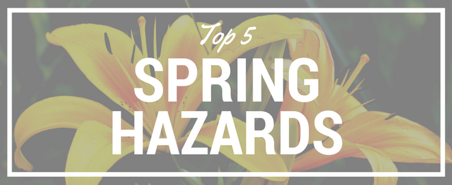 Top 5 Spring Hazards to Your Pets