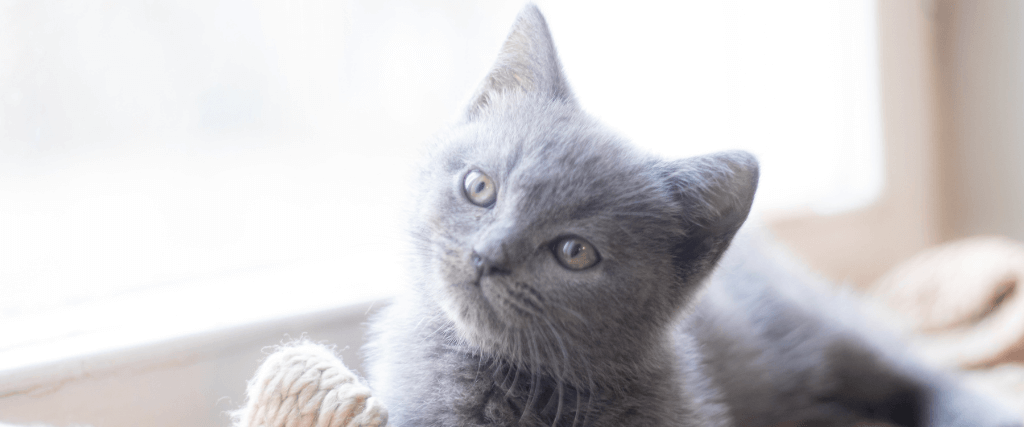 How to Ease a Kitten Into A New Home With Stunning Success