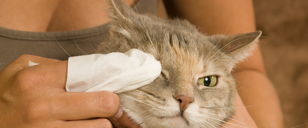 Kitty Pink Eye!? How to Treat Your Cat&#039;s Conjunctivitis