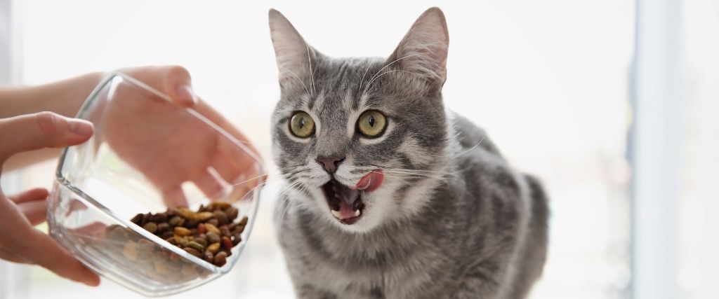 Can&#039;t-Miss Tips For Optimal Cat Nutrition