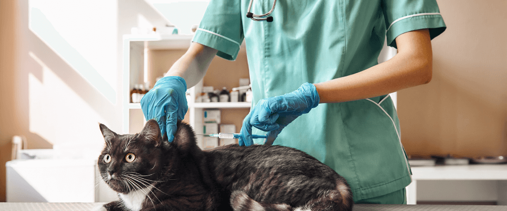 Cat Wellness 101: What Vaccinations Does My Feline Need?