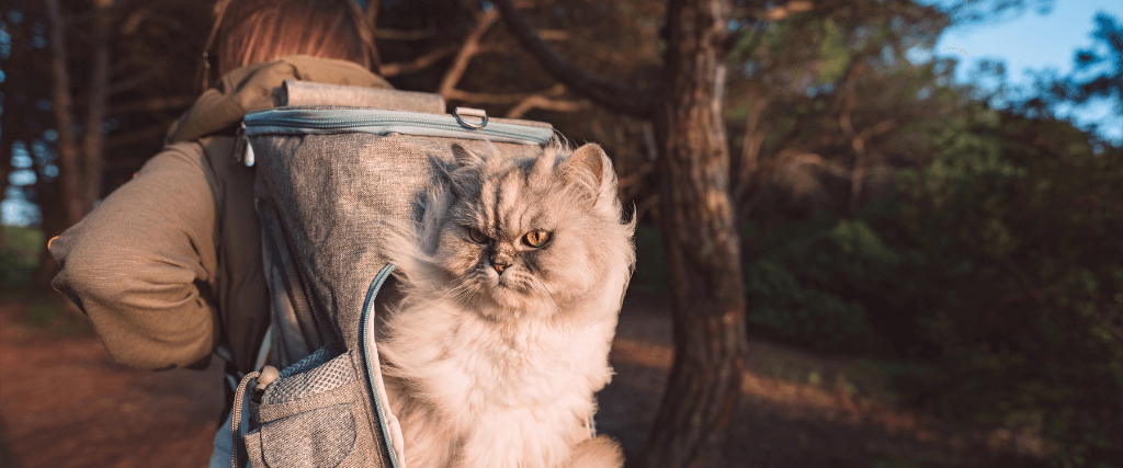 Can I Hike with My Cats? Yep, And Here Are Some Tips!