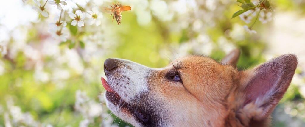 The 17-Year Cicadas Are Coming - What This Means For Your Pet!