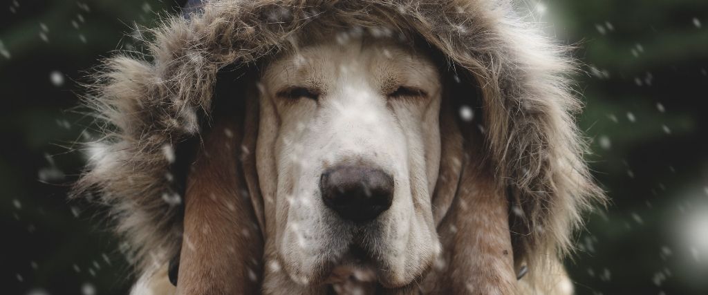 Super Sweaters, Bombastic Booties &amp; Other Winter Items and Tips For Your Dog