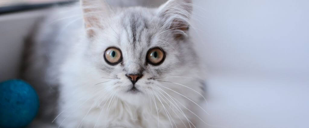 5 Common Cat Illnesses and What You Need to Know