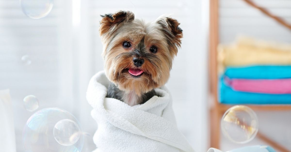 Stinky Dog Syndrome: Veterinary Tips For Dog Bathing and Hygiene