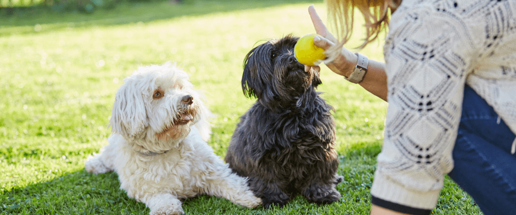 The Secret to Dog Training: Why Positive Reinforcement Works But Punishment Doesn&#039;t