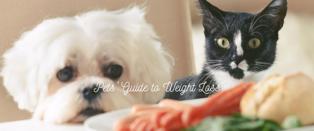 A Pet&#039;s Guide to Weight Loss