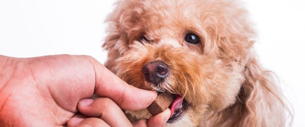 Heartworm Awareness Month: How to Keep Your Dog Heartworm-Free