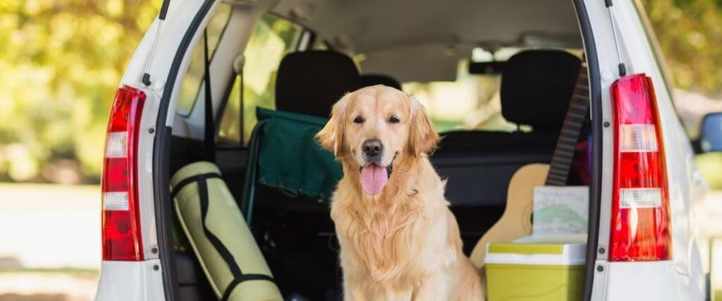 How to Keep Your Dog Safe and Sitting Pretty On Your Next Road Trip