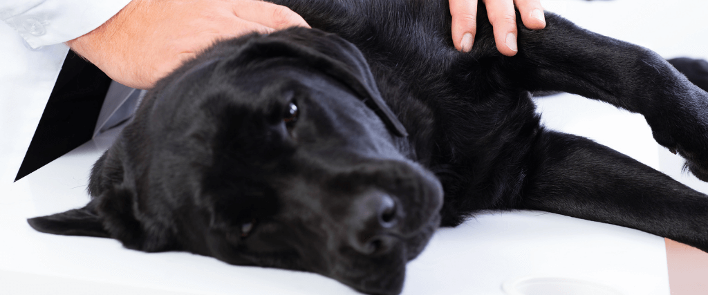 Everything You Need To Know About Seizures In Dogs
