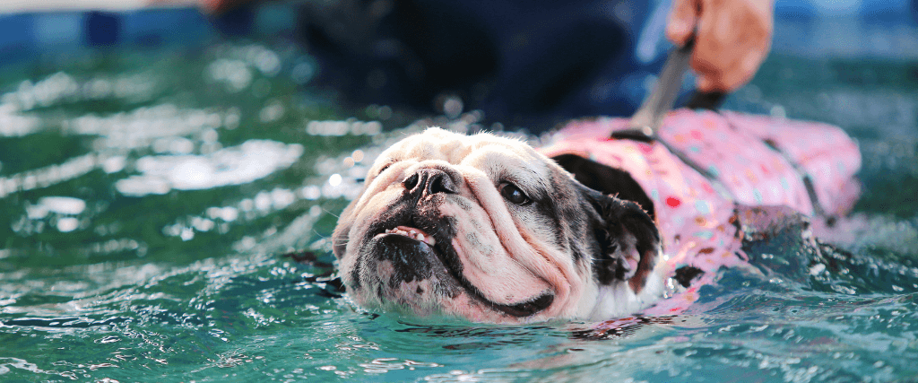 The Secret to a Stress-Free Summer Taking Your Dog Around Water