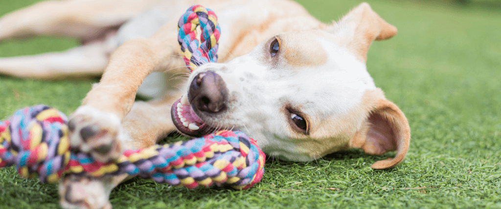 Bad Behavior, Loneliness, Separation Anxiety, Oh My! Is It Time for Doggy Daycare?