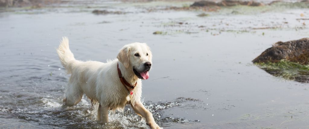 How to Avoid The Dangers of Harmful Algal Blooms To Your Dogs