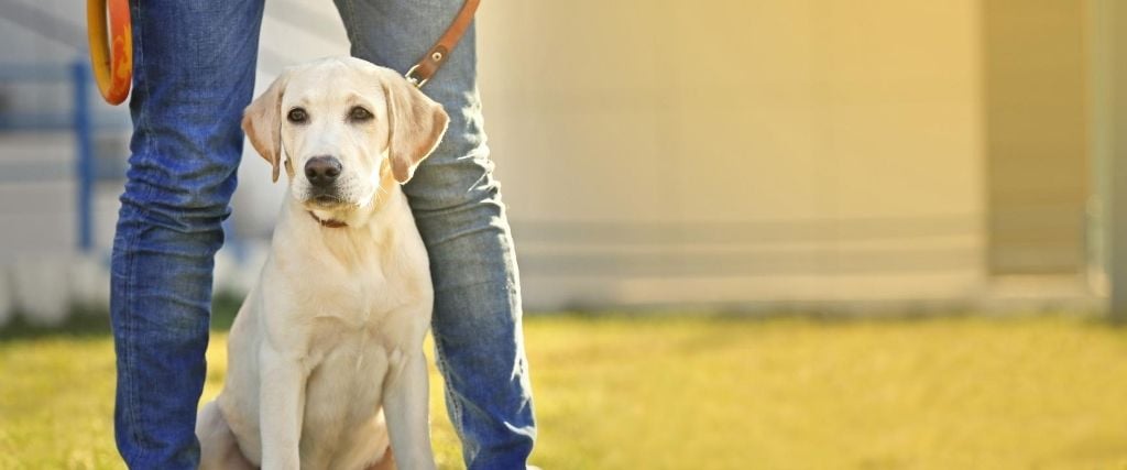 How to Decipher the Leash, Harness, and Collar Code For a Happy Hound