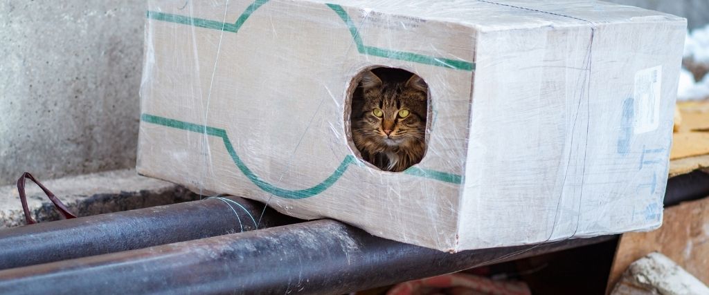How to Care For Feral or Neighborhood Cats as Temperatures Drop