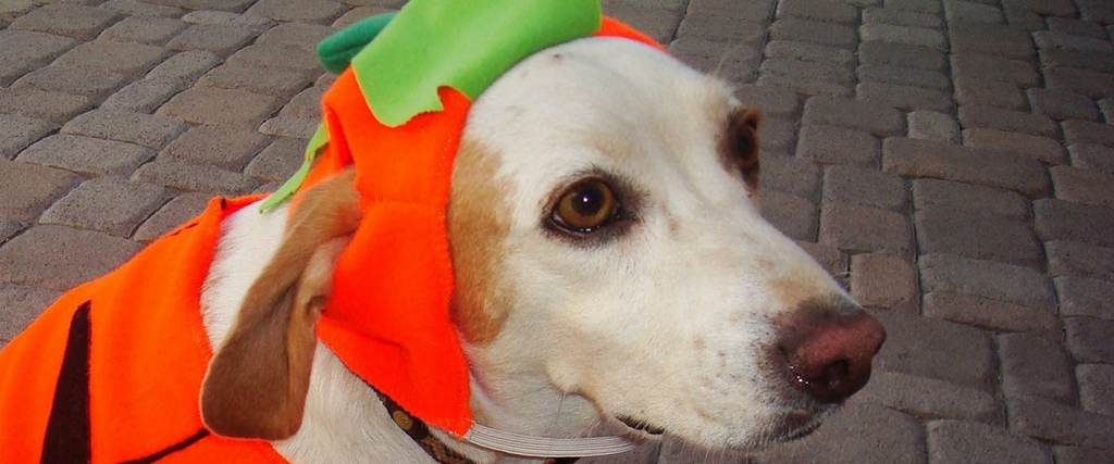 Keep Pets Happy and Healthy This Halloween