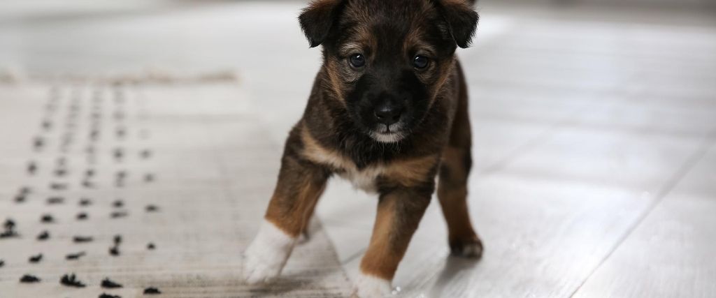 5 Puppy Housetraining Tips To Save Your Sanity
