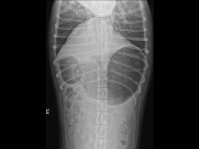 Bloat (gastric dilation) in Canines