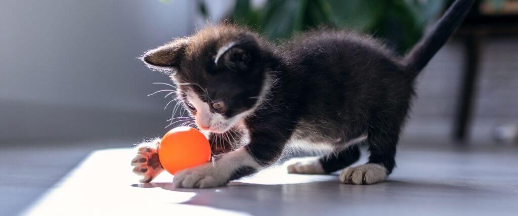 Kittens Are Crazy: Here’s How to Stay Sane!