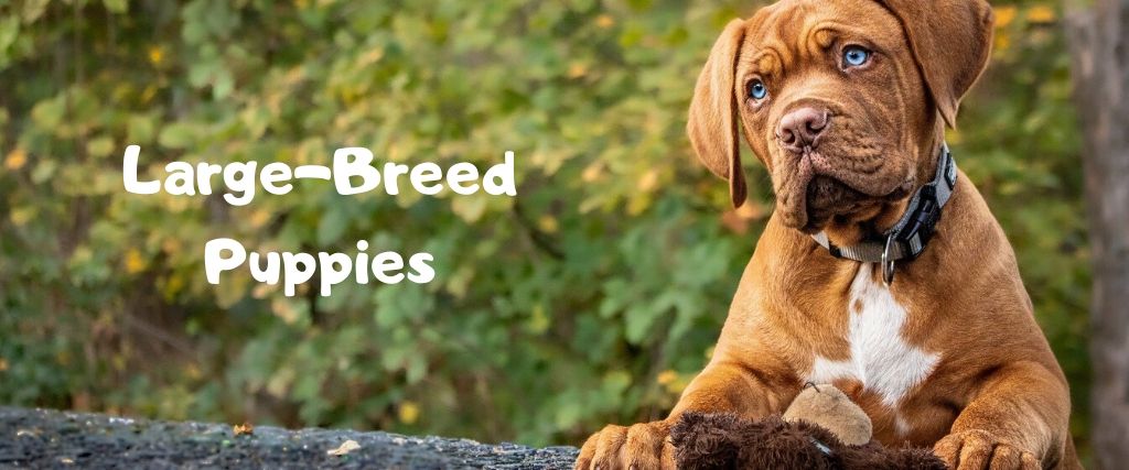 How to Care For Large-Breed Puppies