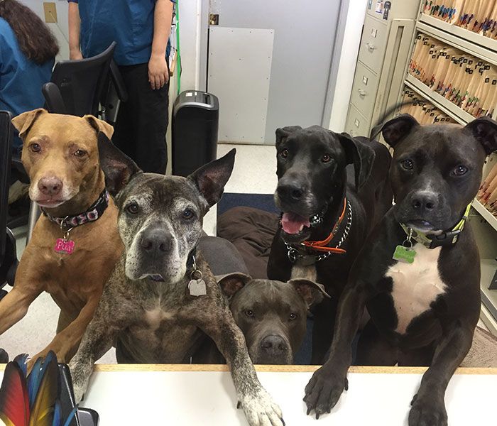 Kauai Veterinary Clinic Inc Lihue, HI