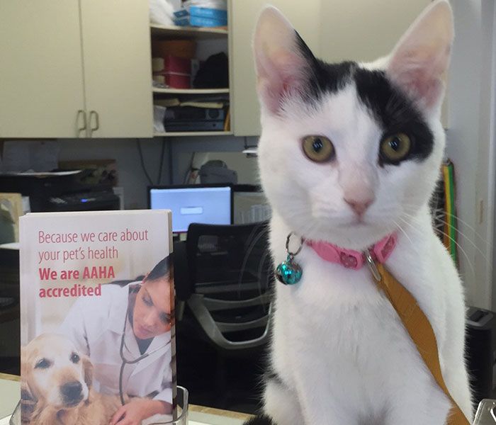 Kauai Veterinary Clinic Inc Lihue, HI