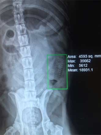 Find Pet Care Information and Veterinarians in Gage-park, Illinois Find Pet Care Information and Veterinarians in Gage-park, Illinois