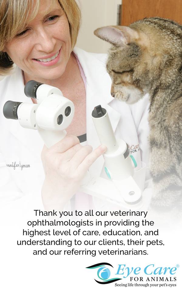 Eye Care For Animals – Gilbert, AZ