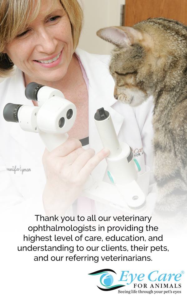 Eye Care For Animals – Gilbert, AZ Eye Care For Animals – Gilbert, AZ