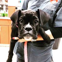 Animal Care Center – Plainfield, IL Animal Care Center – Plainfield, IL
