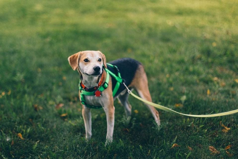 Find Pet Care Information and Veterinarians in Marlborough-meadows, Arizona Find Pet Care Information and Veterinarians in Marlborough-meadows, Arizona