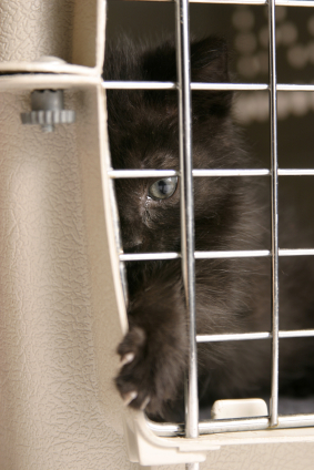 Find Pet Care Information and Veterinarians in Stringtown, Indiana Find Pet Care Information and Veterinarians in Stringtown, Indiana