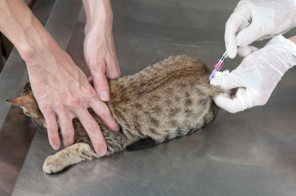 Find Pet Care Information and Veterinarians in Stringtown, Indiana Find Pet Care Information and Veterinarians in Stringtown, Indiana