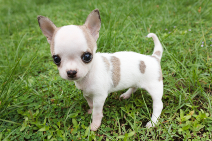 Find Pet Care Information and Veterinarians in Stringtown, Indiana Find Pet Care Information and Veterinarians in Stringtown, Indiana