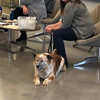 Find Pet Care Information and Veterinarians in Greenfield, Indiana Find Pet Care Information and Veterinarians in Greenfield, Indiana