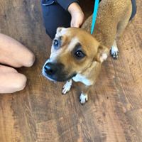 Find Pet Care Information and Veterinarians in Covington, Louisiana Find Pet Care Information and Veterinarians in Covington, Louisiana