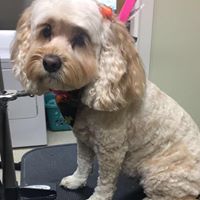 Find Pet Care Information and Veterinarians in Covington, Louisiana Find Pet Care Information and Veterinarians in Covington, Louisiana