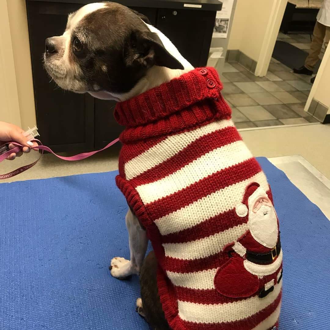 uxbridge pet hospital on main